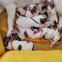 Cuccioli jack russell due mesi