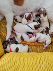 Cuccioli jack russell due mesi