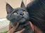 Immagine 5