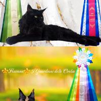 Cuccioli Maine Coon con Pedigree