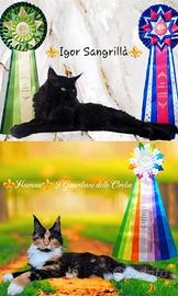 Cuccioli Maine Coon con Pedigree