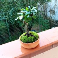 mini bonsai di pyracantha 