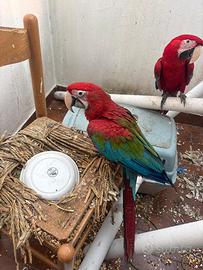 Red-and-green macaw