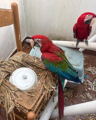 Red-and-green macaw