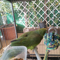 Cedersi Amazon fronte gialla