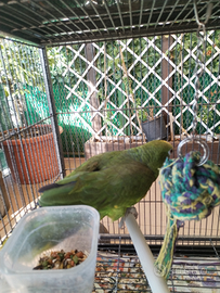 Cedersi Amazon fronte gialla