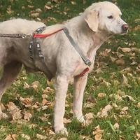 Fatima cagnolona speciale