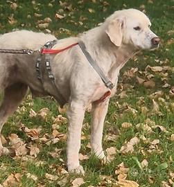 Fatima cagnolona speciale