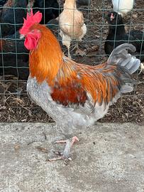 Galli Olive Egger e Marans