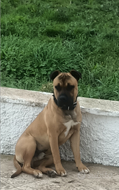 Disponibile per monta