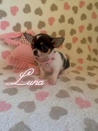 Chihuahua femmina con pedigree enci