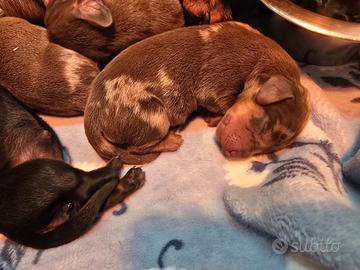 Bassotti pedigree Enci