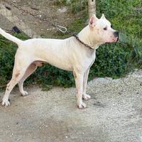 Dogo argentino