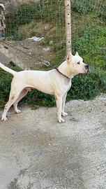 Dogo argentino