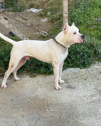 Dogo argentino