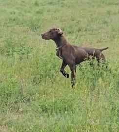 Bracco tedesco 1 anno