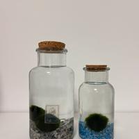 Marimo