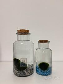 Marimo