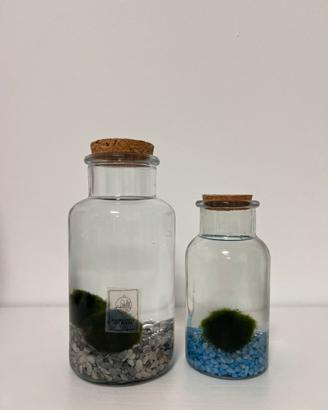 Marimo