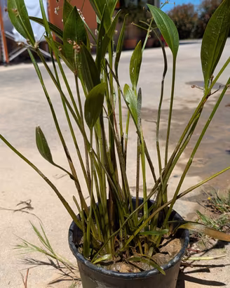 piate palustri 