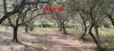 Terreno con uliveto e fabbricato agricolo
