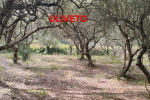 Terreno con uliveto e fabbricato agricolo