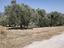 Immagine 7