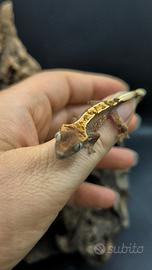 Geco Ciliatus het axanthic