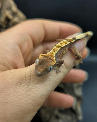 Geco Ciliatus het axanthic