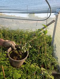 piantine kiwi in vaso varieta baunty