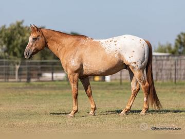 C.erc.Asi Quarter Appaloosa Paint