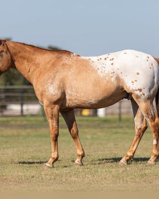 C.erc.Asi Quarter Appaloosa Paint