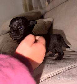 Chihuahua
