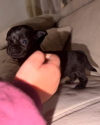 Chihuahua