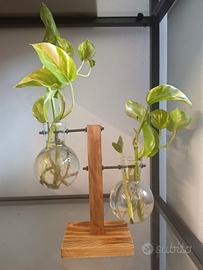 Vasetti ad ampolla per idroponica con talea Pothos