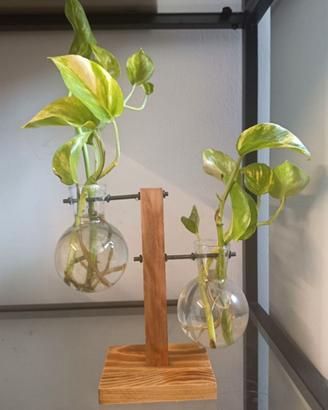 Vasetti ad ampolla per idroponica con talea Pothos