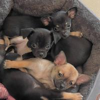 Chihuahua cuccioli a pelo corto