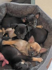 Chihuahua cuccioli a pelo corto
