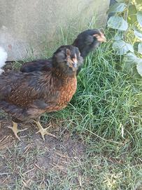 Araucana
