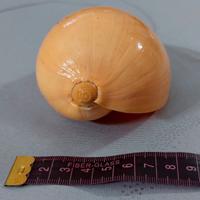 Conchiglia marina