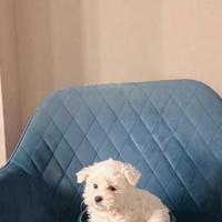 Maltese coreano bianco