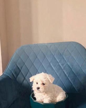 Maltese coreano bianco