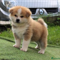Akita Inu cn pedigree ENCI