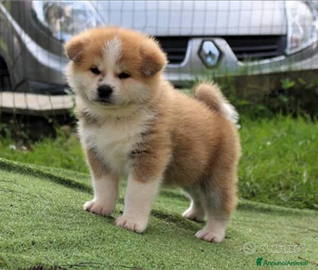 Akita Inu cn pedigree ENCI