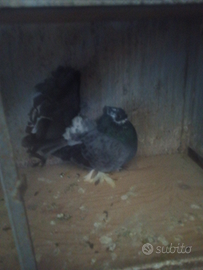 Colombo maschio pavoncelo indiano