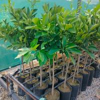 piante di arancio Washington 