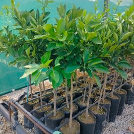 piante di arancio Washington 