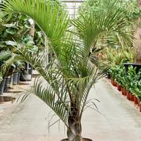  Palma triangolo Dypsis decaryi