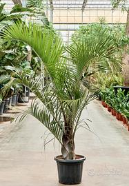  Palma triangolo Dypsis decaryi