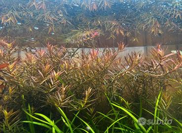 Rotala Rotundifolia pianta rossa per acquario